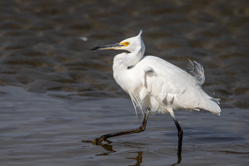 Little Egret in Australasia