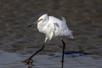 Little Egret in Australasia