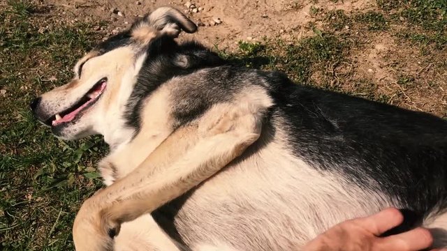 happy dog ​​lies on the grass and a man strokes it and combes it.