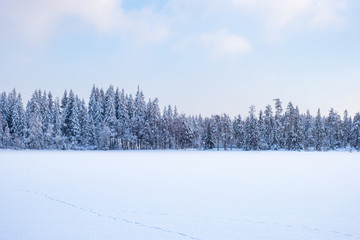 Coniferous forest at a lake with animal tracks in the snow