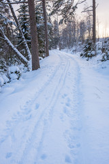 Fototapeta premium Winter forest with ski trails in the snow