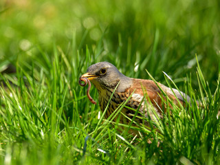 The fieldfare (Turdus pilaris) with a worm in the beak