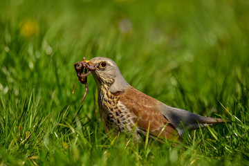 The fieldfare (Turdus pilaris) with a worm in the beak