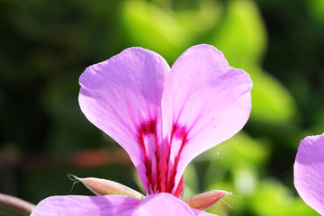 Obraz premium Geranie