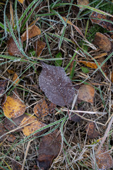 Background of autumn leaves in the frost to october or november