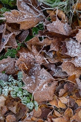 Background of autumn leaves in the frost to october or november