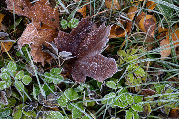 Background of autumn leaves in the frost to october or november