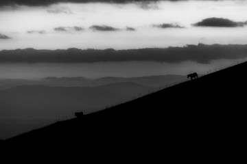 Distant horses silhouettes over a mountains against a beautiful sky at dusk