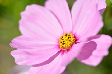 Fototapeta premium コスモス