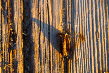 autumn leaves on the wall