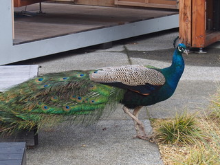 Peacock in the park, Bruny Island, Tasmania, Australia