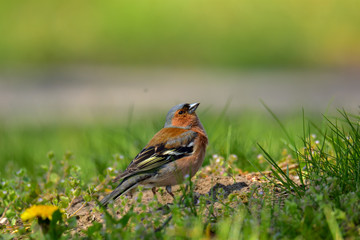 Male of the common chaffinch (Fringilla coelebs) singing in a park