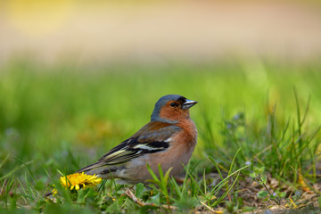 Male of the common chaffinch (Fringilla coelebs) singing in a park