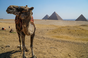 the Pyramids of Giza, Egypt
