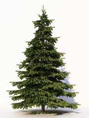 Trees isolated on white background, tropical trees isolated used for design, advertising and architecture. 3d rendering