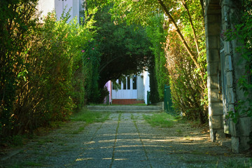 A garden tunnel. Path with green trees in a garden in a public place. Montenegro