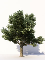 Obraz premium Trees isolated on white background, tropical trees isolated used for design, advertising and architecture. 3d rendering