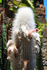 KAKTUS cleistocactus strausii