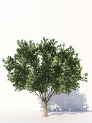 Trees isolated on white background, tropical trees isolated used for design, advertising and architecture. 3d rendering