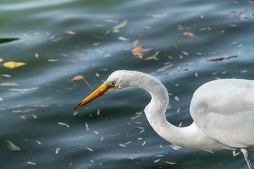 White heron standing next to a lake during fishing