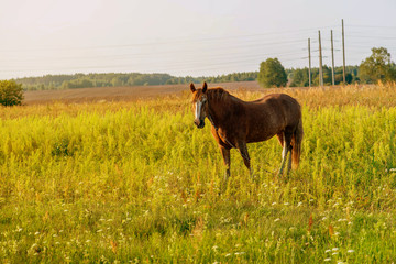 Cute brown horse grazes on a summer field in the evening