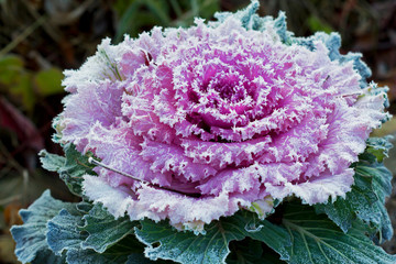 Obraz premium Frost on the leaves of ornamental cabbage. Decorative cabbage is especially effective in late September-October, when most of the flowers have already faded or frozen.