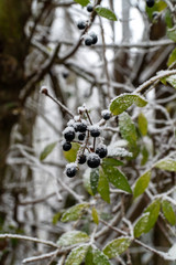 Close-Up of heavy snow on leaves and dry plan parts during winter time in Germany