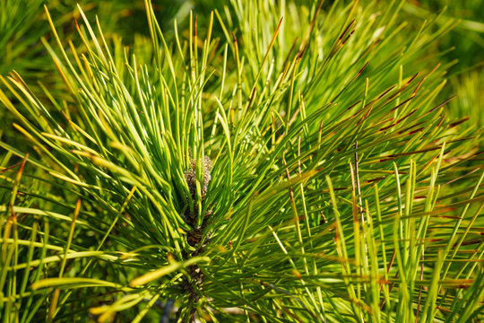 Green pine tree, closeup