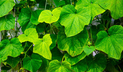 Fototapeta na wymiar Closeup green creeper plants background.