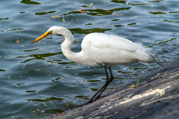 White heron standing next to a lake during fishing