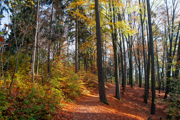 Obraz premium Autumn forest, castle, rocks