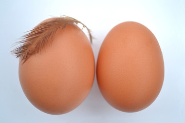 2 chicken eggs on a white background and its feathers.