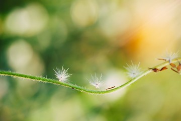 White Grass flower on green boken background