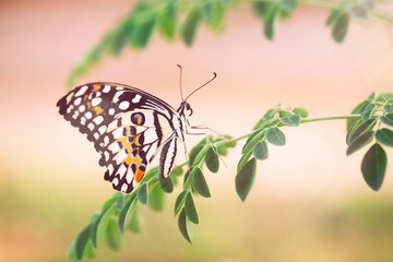 Wing of butterfly on green leaf
