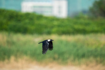 Collared Crow in Mai Po Marshes, Hong Kong (Formal Name: Corvus torquatus)