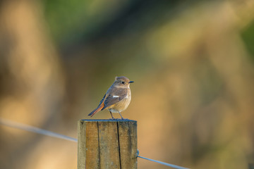 Daurian Redstart in Mai Po Marshes, Hong Kong (Formal Name: Phoenicurus auroreus), female