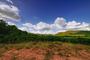 Cassava crop in countryside of Thailand