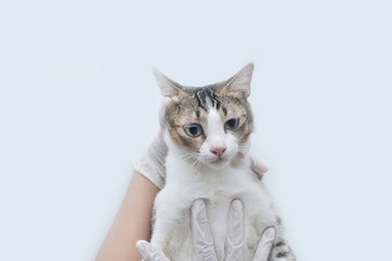 Sick cat lying on the vet hand for a physical examination on white background. with copy space.