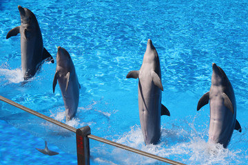 Delphin