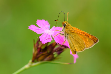 Large Skipper - Ochlodes sylvanus, tiny orange butterfly from European meadows and grasslands,...