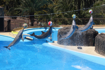 Delphin © Stephan von Mikusch