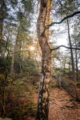 Birkenstamm im Herbstwald mit Sonne die durch Bäume luchtet