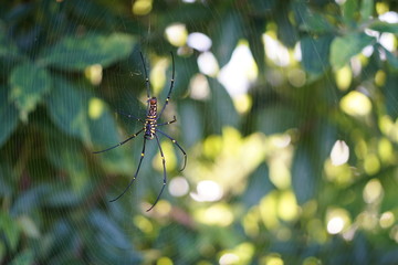 plant on the hill and flower