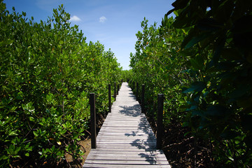 Tropical mangrove forest at coast.