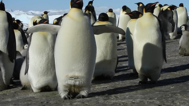 A colony of Emperor penguins (aptenodytes forsteri)on the ice of Davis sea,Eastern Antarctica