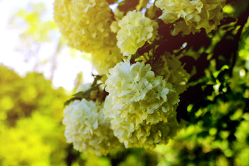 Bouquet of white hydrangea flower blossom in morning garden and green background.