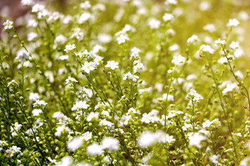 Galium odoratum, flowering herbs. Out of focus.