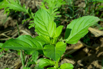 Green leaves in the garden, basil leaves