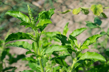 Fototapeta na wymiar Green leaves in the garden, basil leaves