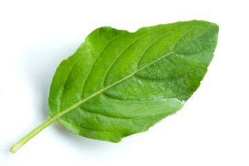 Basil leaves on a white background.